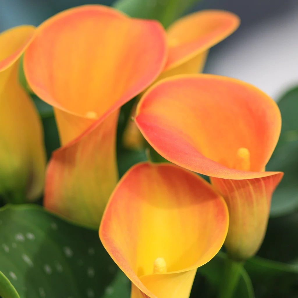 Orange Alert Calla Gala (Gelin) Çiçeği Soğanı (1 Adet)