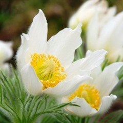 Anemone Çiçeği Tohumu Beyaz (20 tohum)