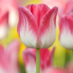 Çift Renkli Page Polka Pembe Beyaz Lale Soğanı (5 Adet)