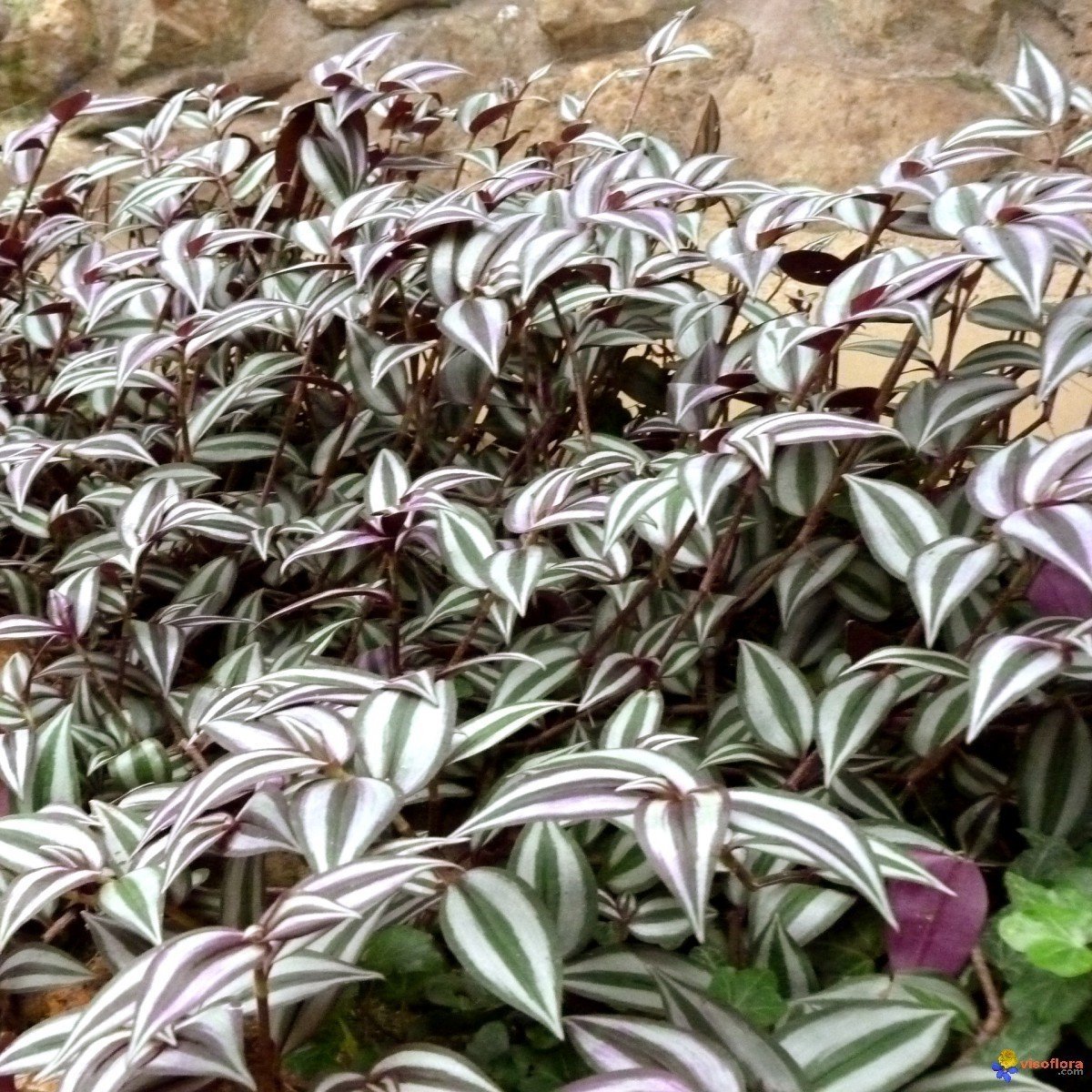 Alacalı Yapraklı Tradescantia Zebrina Telgraf Çiçeği Fidesi (5 adet)