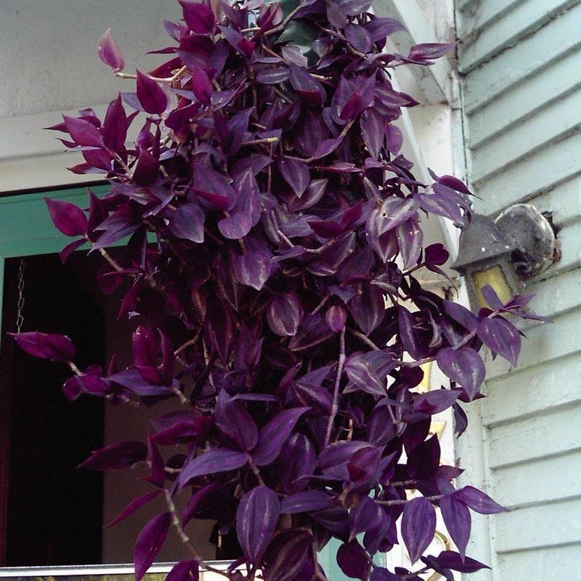 Tradescantia Zebrina Purple Wonder Telgraf Çiçeği Fidesi (5 adet)
