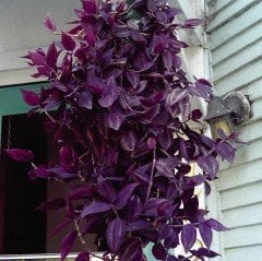 Tradescantia Zebrina Purple Wonder Telgraf Çiçeği Fidesi (5 adet)