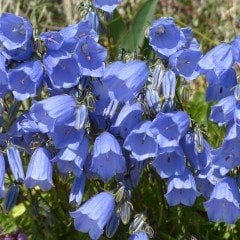 Blue Light Campanula Çan Çiçeği Tohumu (100 tohum)