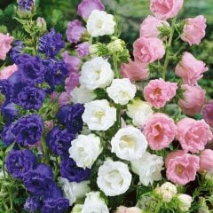 Karışık Calycanthema Cup & Saucer Campanula Çan Çiçeği Tohumu (100 Tohum)