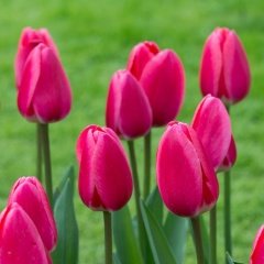 Fuşya Pembe Renkli Sweet Rosy Lale Soğanı (5 Adet)