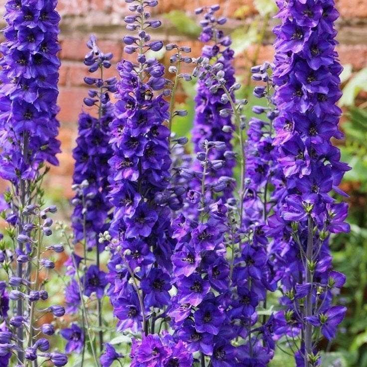 Spike Delphinium (Hezaren) Çiçeği Tohumu Blue (50 tohum)