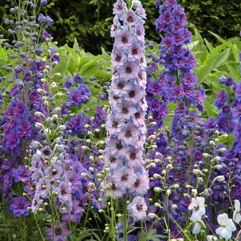 Süvari Mahmuzu Hezaren Çiçeği (Delphinium) Çiçeği (450 tohum)