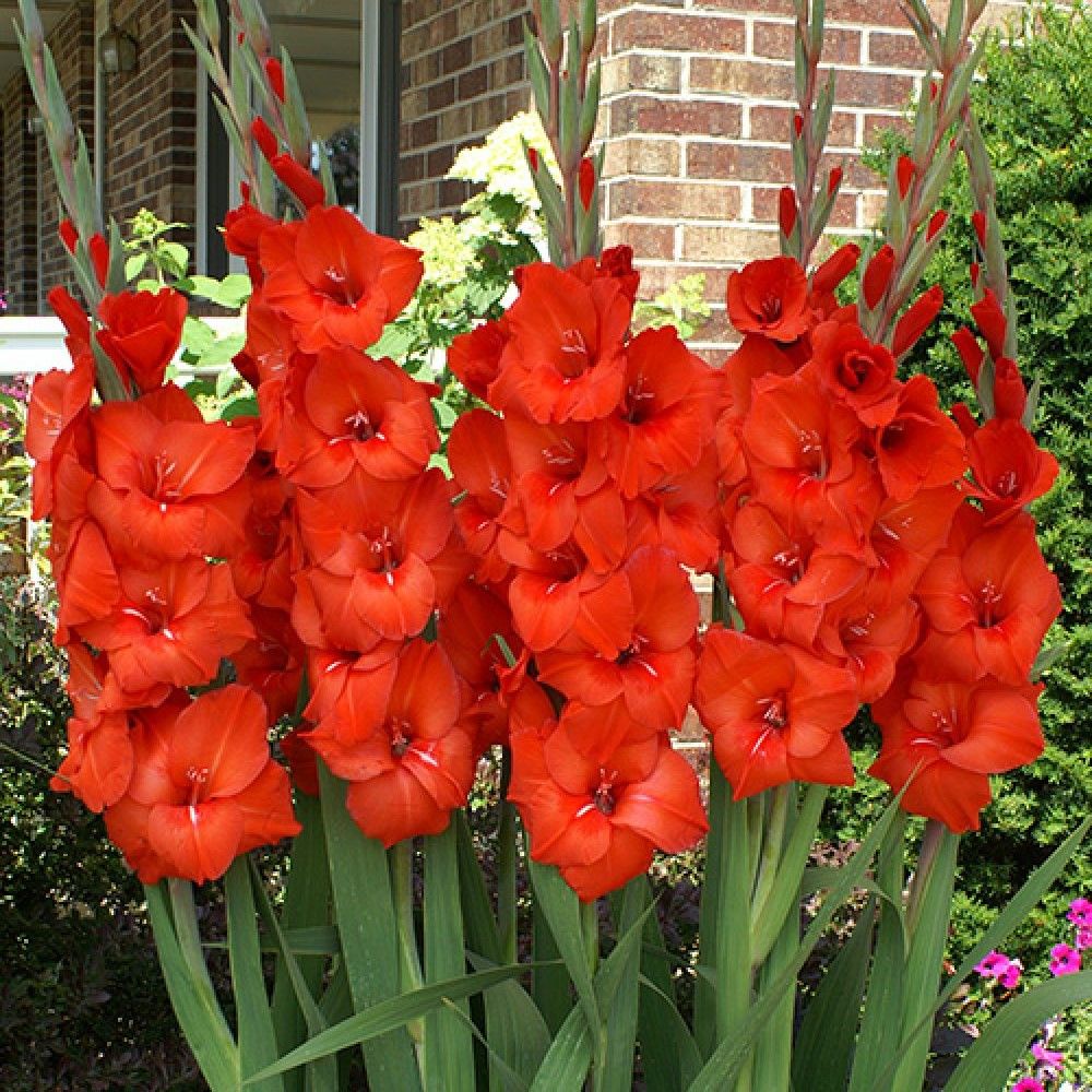 Gladiolus Mascagni Kırmızı Glayör Çiçeği Soğanı (4 adet)