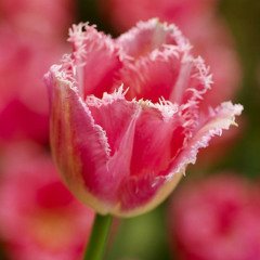 Özel Fırfırlı Pembe Beyaz Fancy Frills Lale Soğanı (5 Adet)