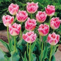 Özel Fırfırlı Pembe Beyaz Fancy Frills Lale Soğanı (5 Adet)