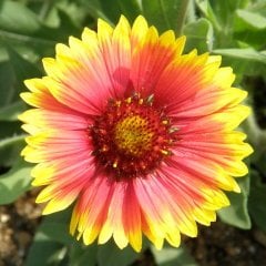 Blanket İndian Gaillardia Gayret Çiçeği Tohumu (30 adet)