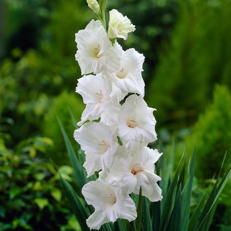 Gladiolus White Prosperity Beyaz Glayör Çiçeği Soğanı (4 adet)
