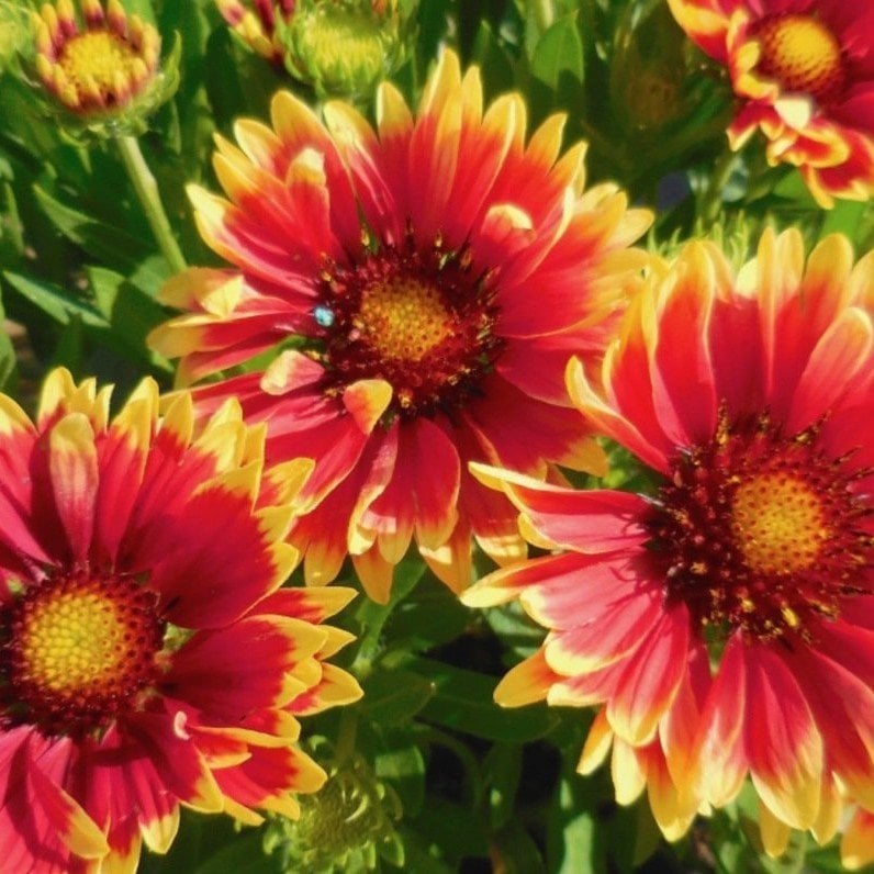 Gaillardiaaristata Ateş Topu Gayret Çiçeği Tohumu (30 adet)