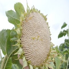 İnegöl Çizgili Çekirdek Tohumu (5 Kg)