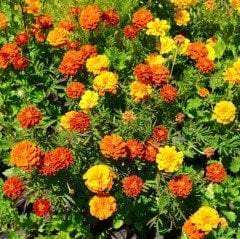 Mixed Soğuklara Dayanıklı Katmerli Geum Çiçeği Tohumu (20 tohum)