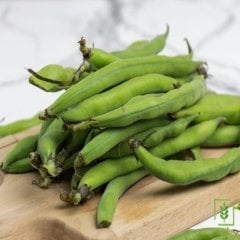Ambalajlı Sakız Bakla Tohumu (20 Tohum)