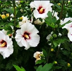 Hibiscus Çiçeği Tohumu Süt Beyazı (20 adet)