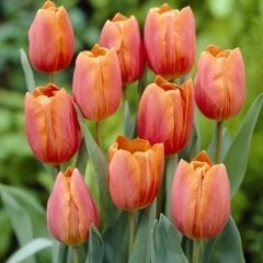 Van Eijk Turuncu Pembe Lale Soğanı (5 Adet)