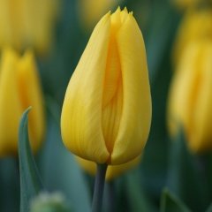 Yellow Yokohama Sarı Renkli Lale Soğanı (5 Adet)