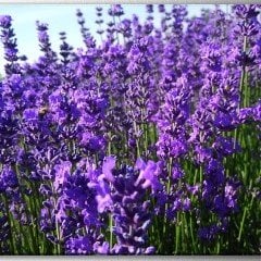 Angustifolia Lavandula Lavanta Çiçeği Tohumu (10 gram)