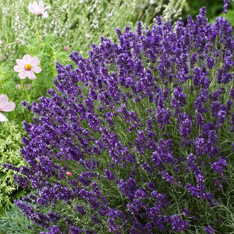 Angustifolia Lavandula Lavanta Çiçeği Tohumu (25000 tohum)