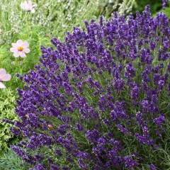 Angustifolia Lavandula Lavanta Çiçeği Tohumu (25000 tohum)