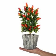Salsa Red Acı Biber Tohumu (5 Tohum)