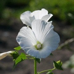 White Lavatera Trimestris Regis Pure Pamuk Çiçeği Tohumu (50 tohum)