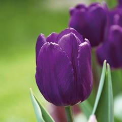 Nadir Çeşit Purple Flag Koyu Mor Lale Soğanı (5 Adet)