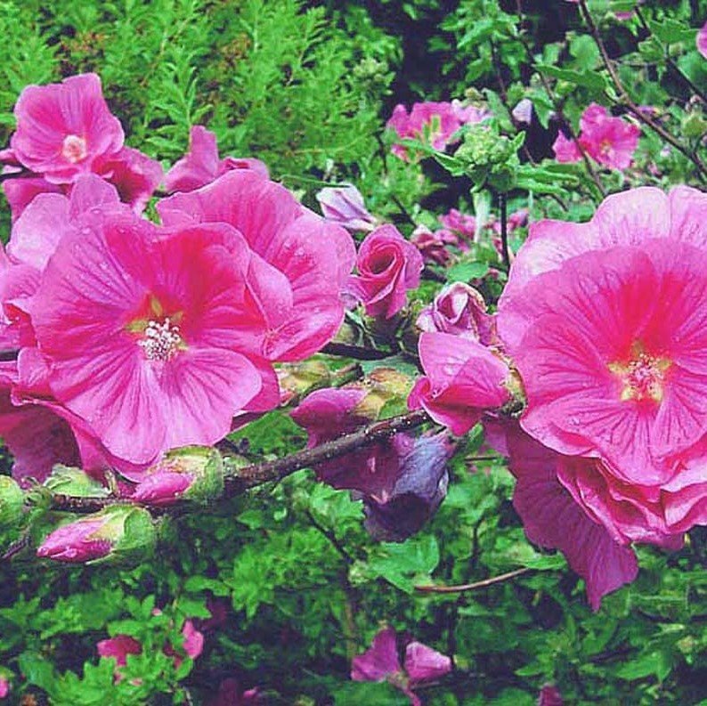 Pembe Lavatera Trimestris Regis Pamuk Çiçeği Tohumu (50 tohum)