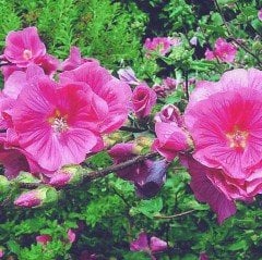 Pembe Lavatera Trimestris Regis Pamuk Çiçeği Tohumu (50 tohum)