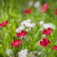 Linum Çiçeği Tohumu Kırmızı Renkli (100 adet)