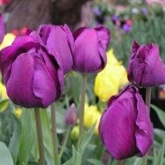 Negrita Patlıcan Moru Lale Soğanı (5 Adet)