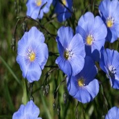 Linum Keten Çiçeği Tohumu Mavi (100 tohum)