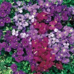 Karışık Renkli Rock Cress Aubrieta Obrizya Çiçeği Tohumu (100 tohum)