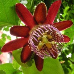 Çarkıfelek Dev Passiflora Çiçeği Tohumu (5 tohum)