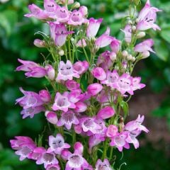 Lady Sweet Penstemon Çiçeği Tohumu (50 adet)
