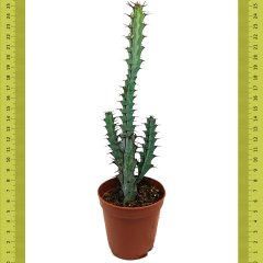 Boyalı Euphorbia Greenwayi Kaktüs (5 Cm Saksıda)