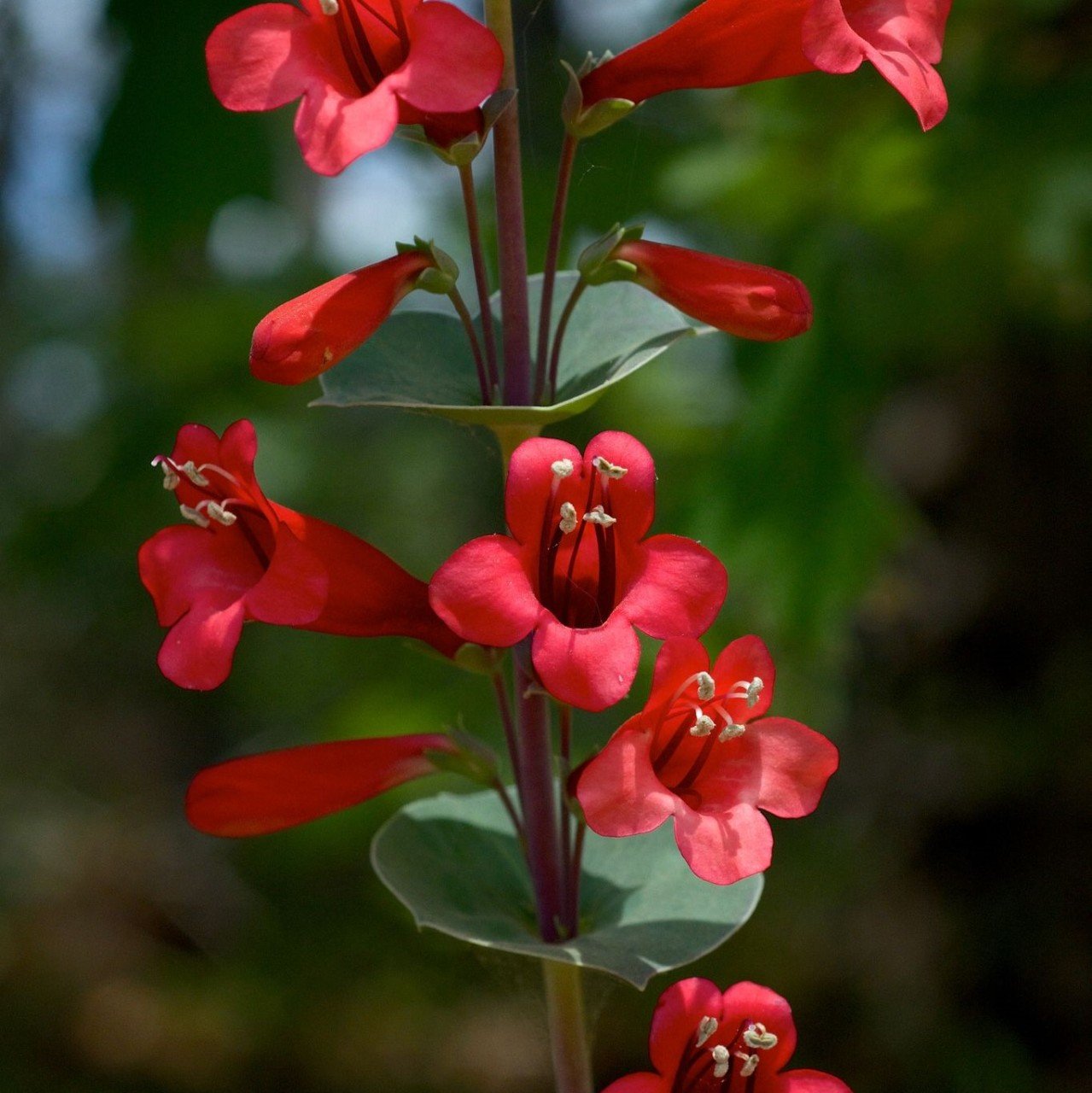 Penstemon Çiçeği Tohumu Kırmızı Renkli (50 tohum)