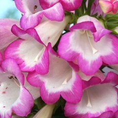 Pembe Renkli Ağlayan Penstemon Çiçeği Tohumu (100 tohum)