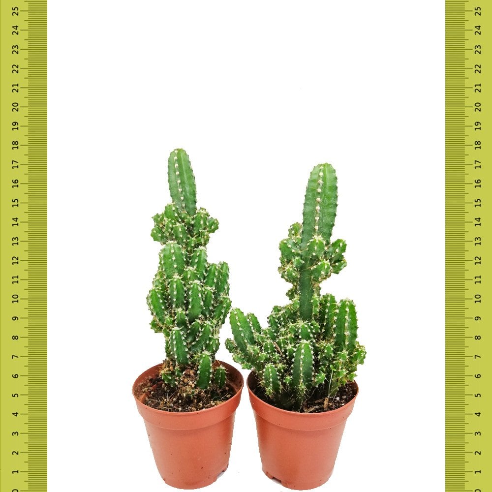Katmanlı Cereus Peruvianus Florida Kaktüs (Saksıda)