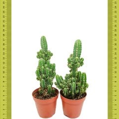 Katmanlı Cereus Peruvianus Florida Kaktüs (Saksıda)