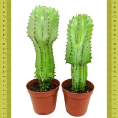 Farklı Çeşit Euphorbia Anoplia Tanzanian Zipper Kaktüs (Saksıda)