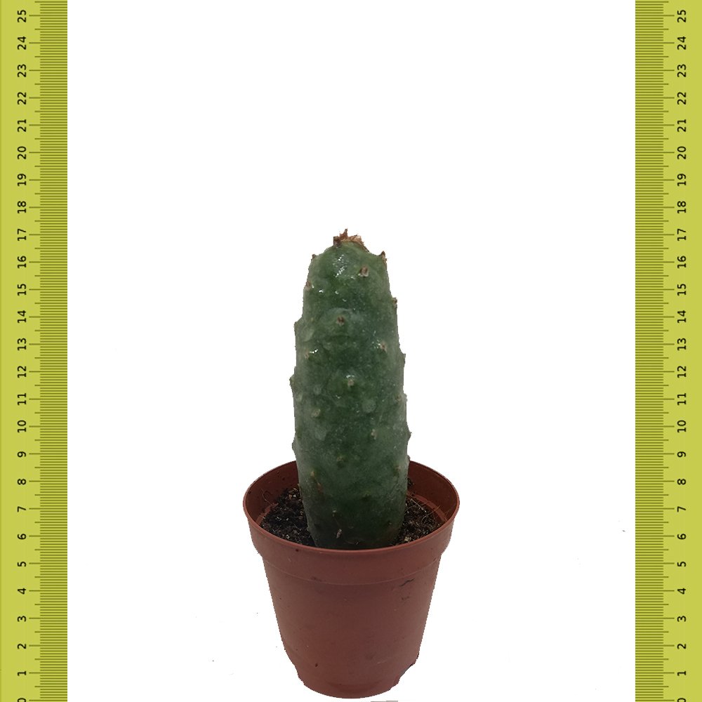 Dikensiz Tephrocactus Diadematus İnermis Kaktüs (Saksıda)