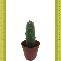 Dikensiz Tephrocactus Diadematus İnermis Kaktüs (Saksıda)
