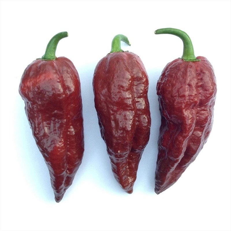 Özel Çeşit Chocolate Bhut Jolokia Biber Tohumu (2 Tohum)