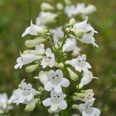 Penstemon Çiçeği Tohumu Kuğu Beyazı (200 tohum)