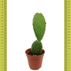 Az Sayıda Opuntia Rufida Kaktüs (Saksıda)