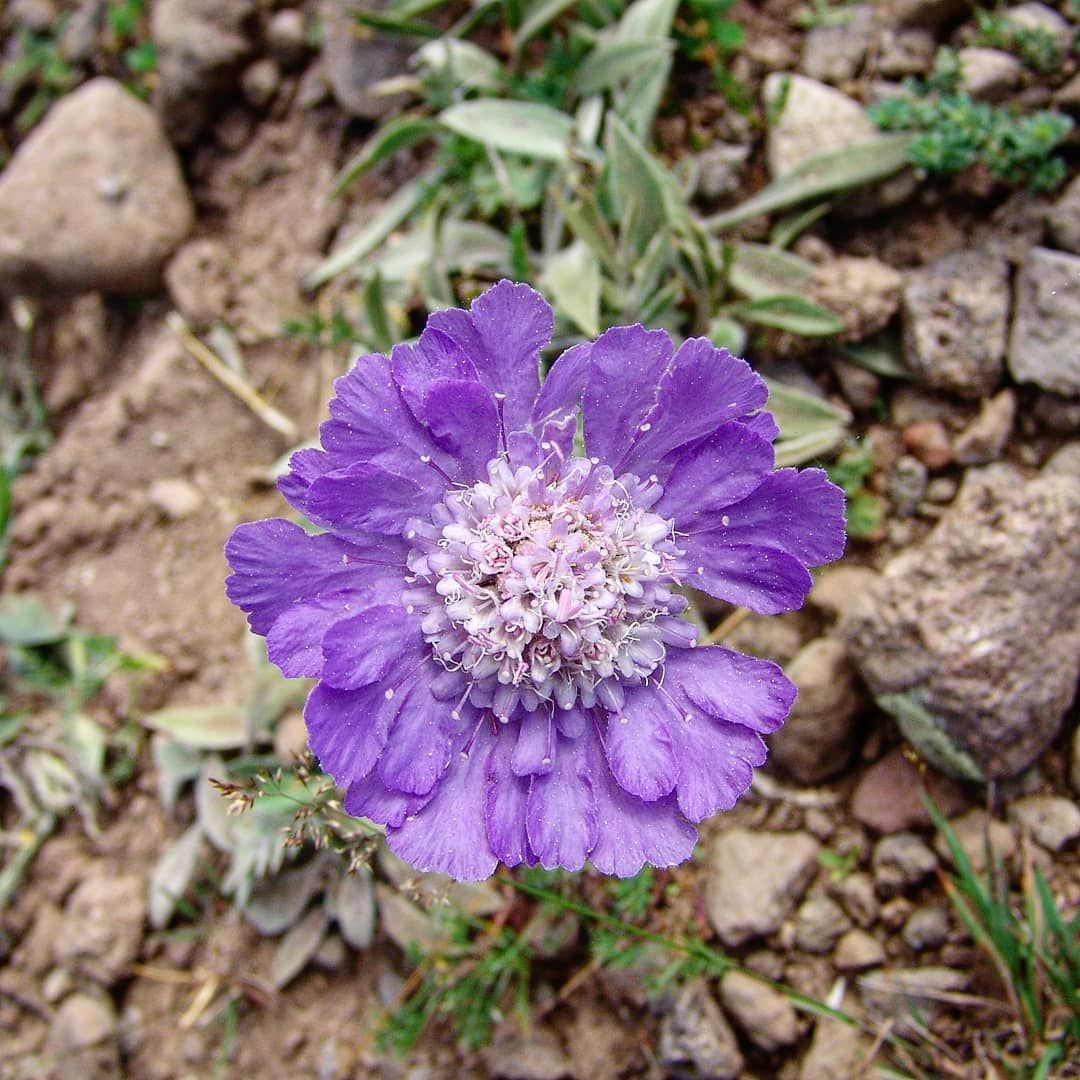 Scabiosa Çiçeği Lila Renkli (Uyuz Otu) Tohumu (20 tohum)