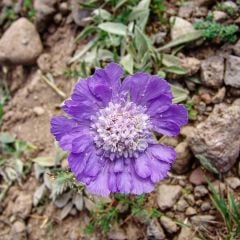 Scabiosa Çiçeği Lila Renkli (Uyuz Otu) Tohumu (20 tohum)